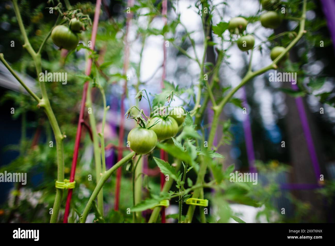 Tomates, poussant sur la vigne de plante de tomate Banque D'Images