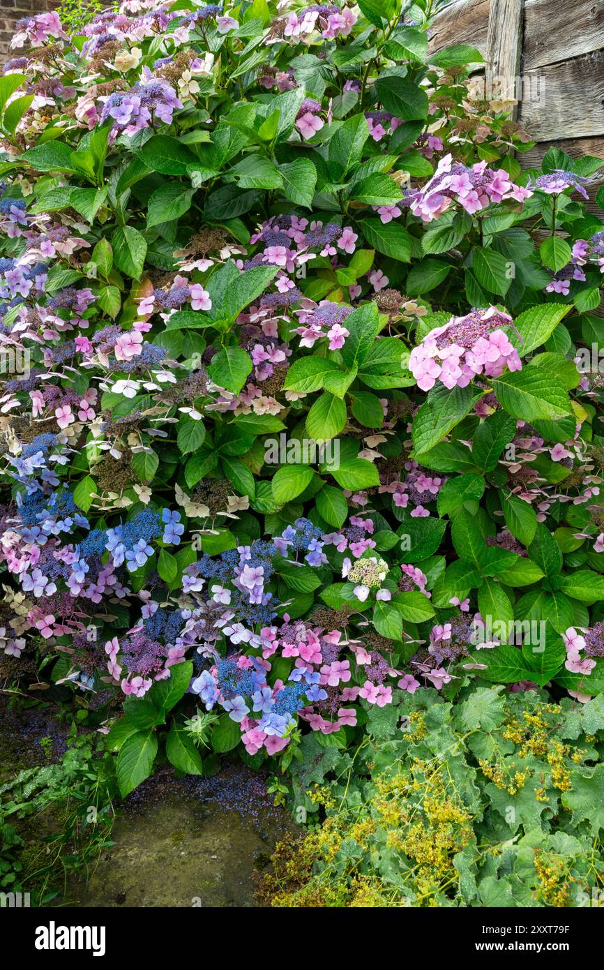 Calotte en dentelle de type Hydrangea avec mélange de têtes de fleurs roses et bleues sur le même buisson à la fin de l'été. Banque D'Images