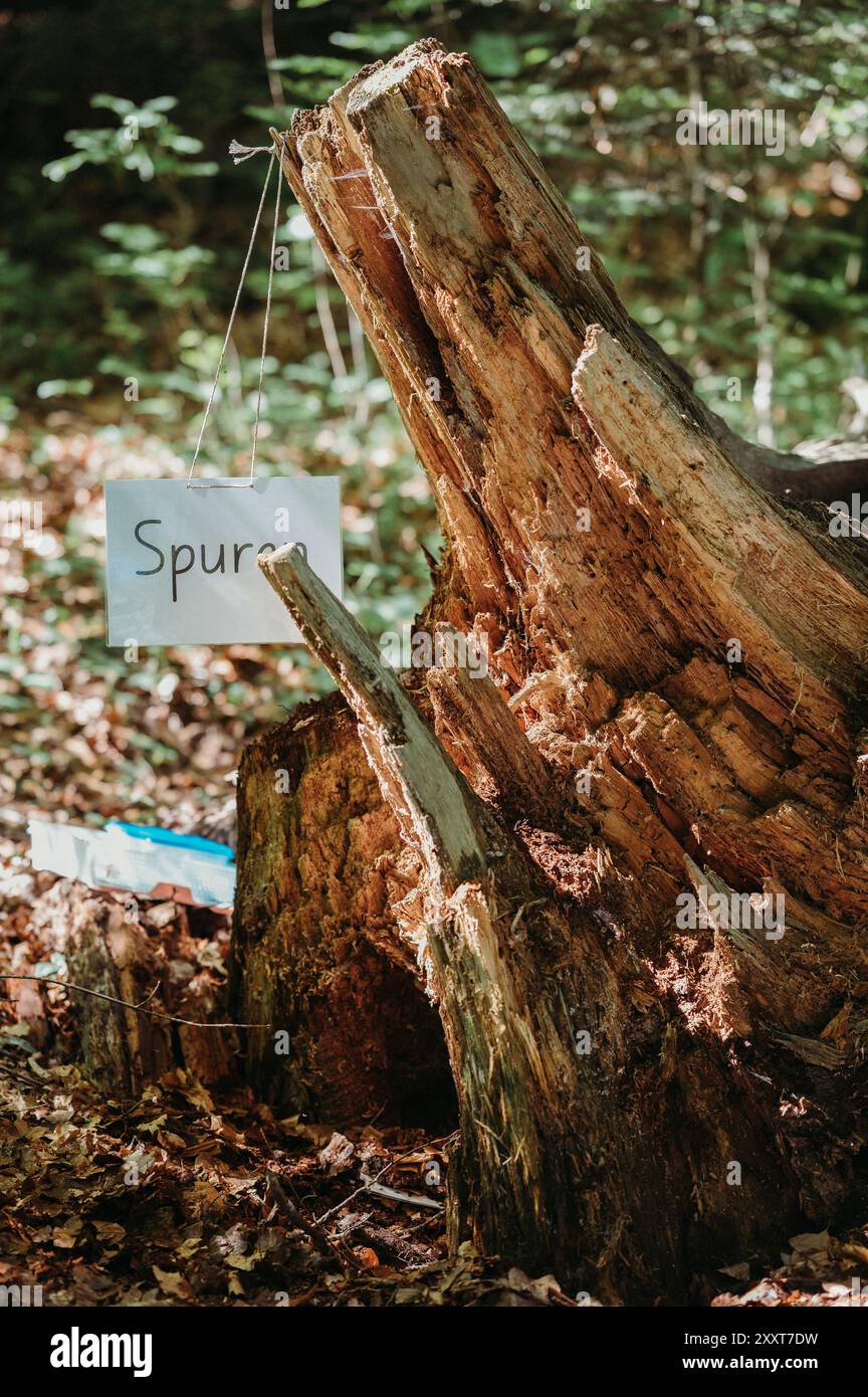 Présentoir préscolaire sur le thème de la forêt avec enseigne suspendue à une ficelle. Banque D'Images