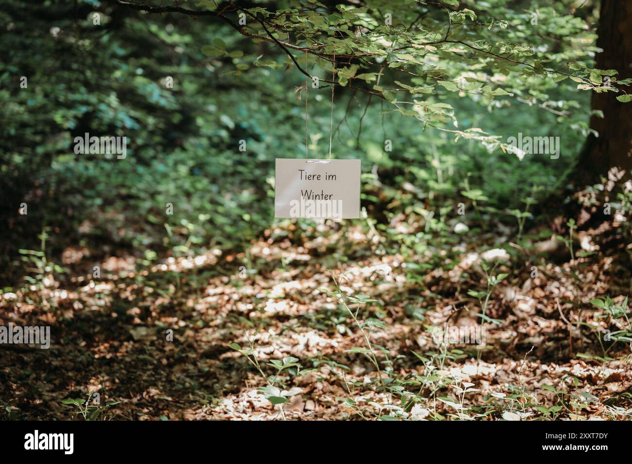 Panneau préscolaire sur le thème de la forêt avec des animaux en hiver Banque D'Images