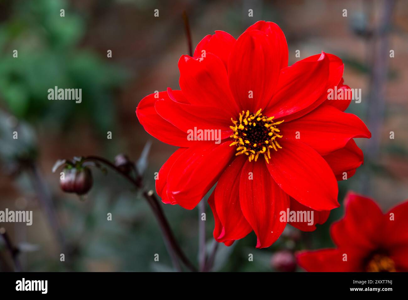 Dahlia 'évêque de Llandaff' fleurit en gros plan Banque D'Images