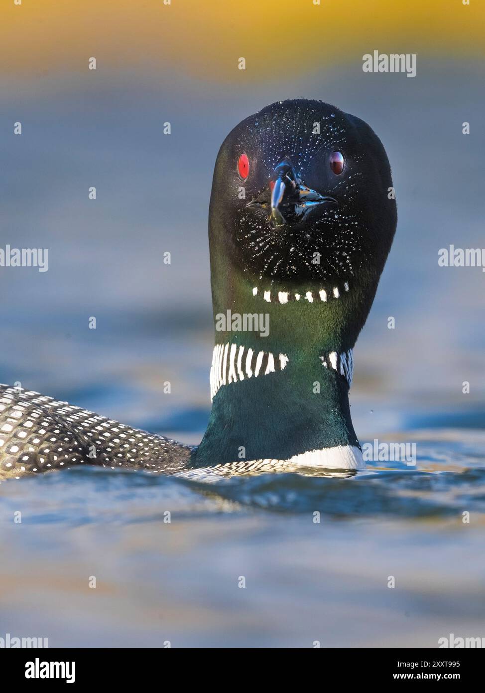 Grand plongeur du Nord, plongeon (Gavia immer), natation, portrait, Islande, région du Nord-Ouest - Norðurlan, Bloenduós Banque D'Images