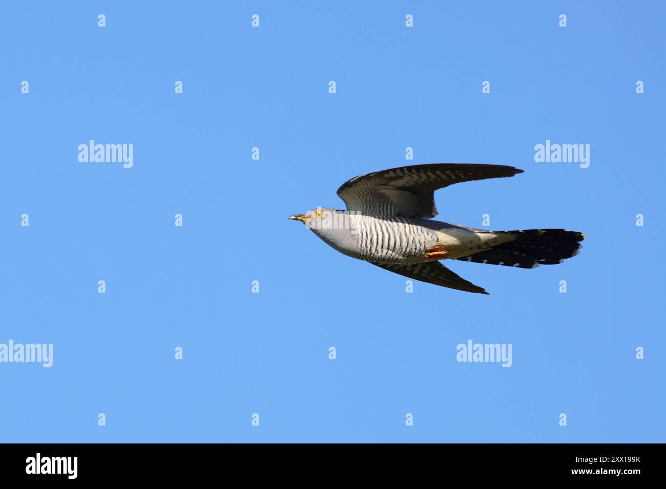 Coucou eurasien (Cuculus canorus), en vol, Allemagne, Mecklembourg-Poméranie occidentale Banque D'Images