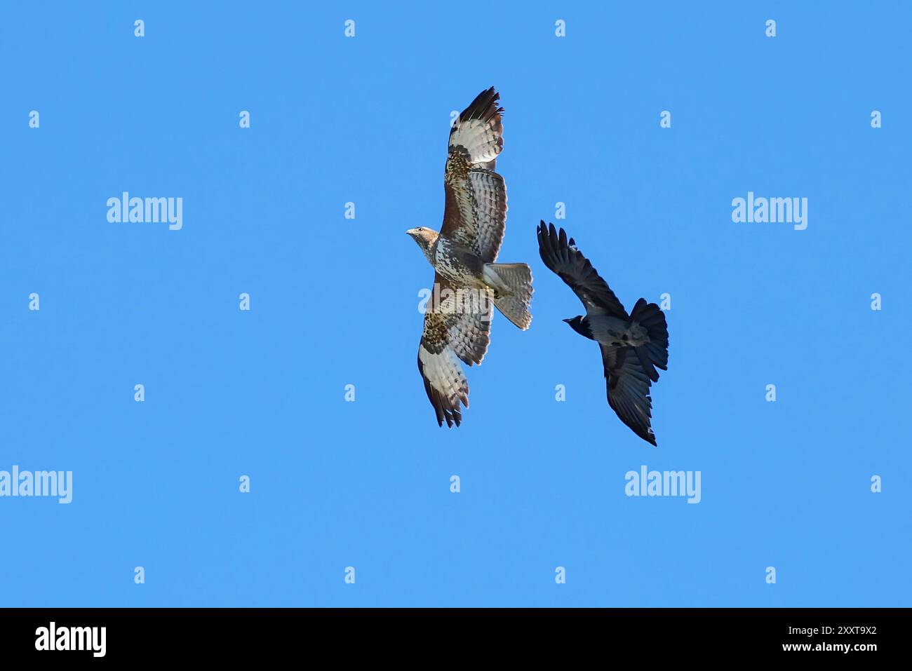 Corbeau à capuchon (Corvus corone cornix, Corvus cornix), attaquant le buzzard eurasien en vol dans le ciel bleu, Allemagne, Mecklembourg-Poméranie occidentale Banque D'Images