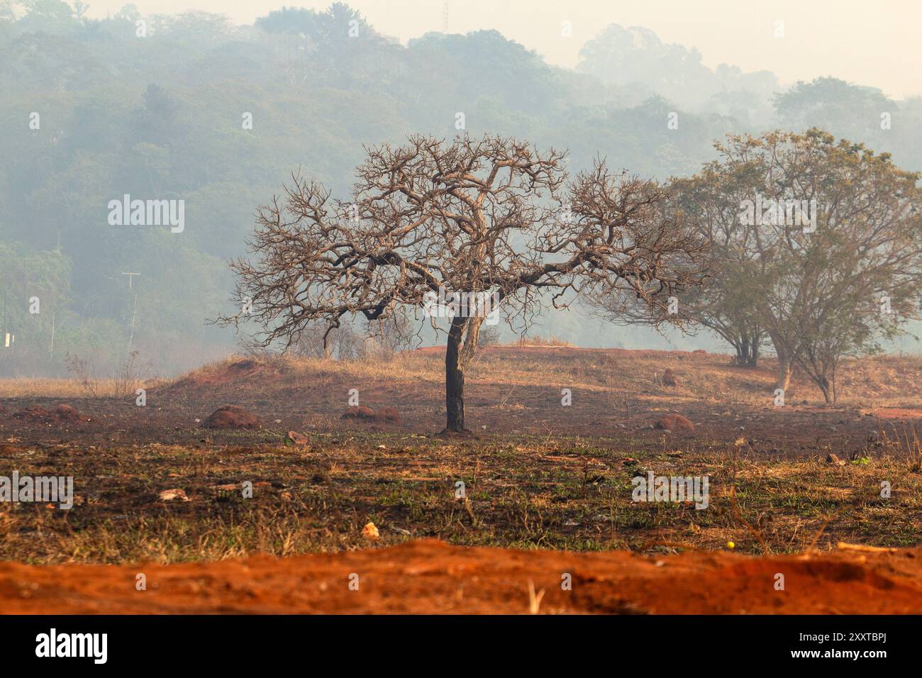 Goiânia, Goiás, Brésil – 25 août 2024 : végétation typique de la région centrale du Brésil, avec de l'herbe brûlée et beaucoup de fumée autour. Banque D'Images