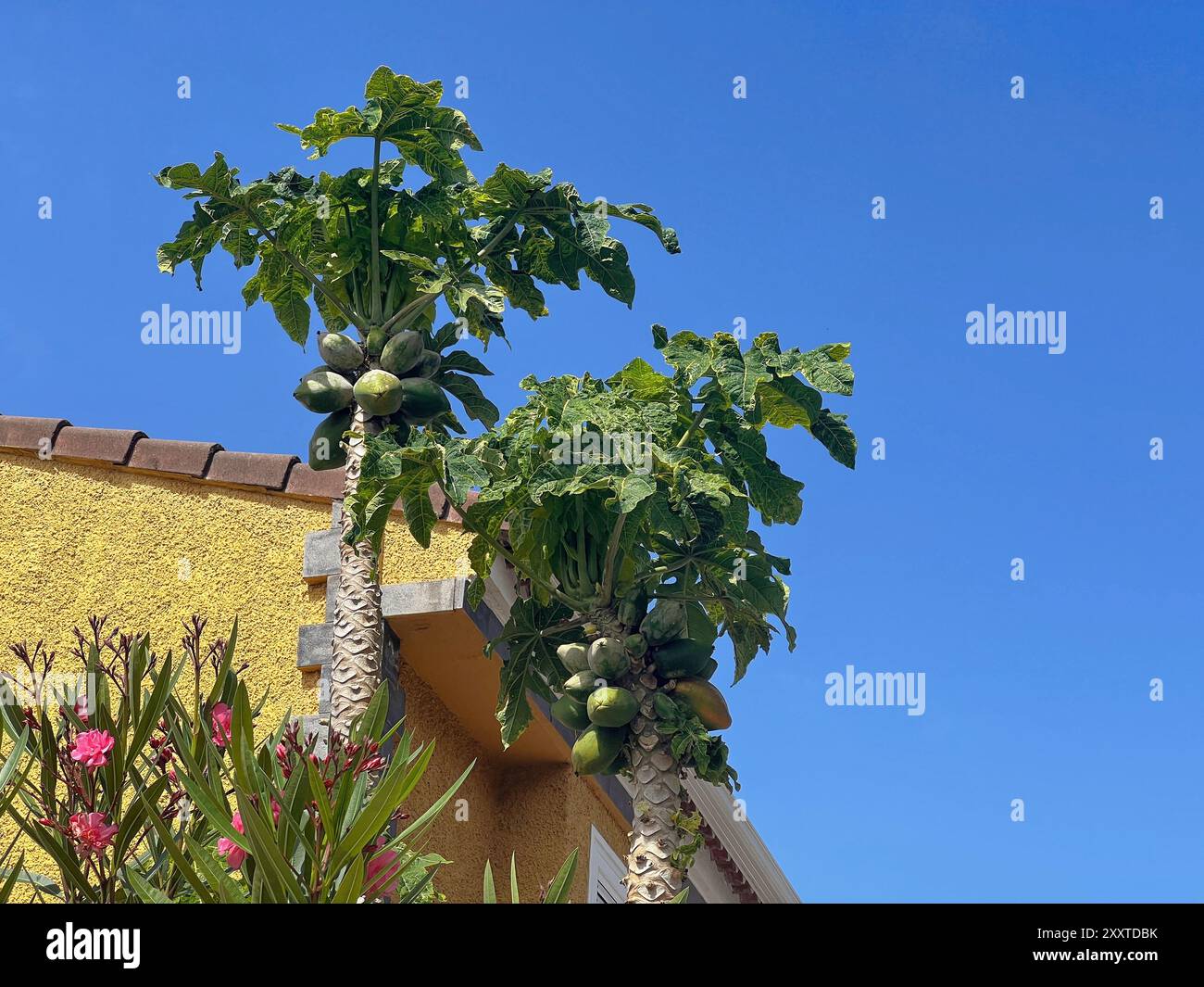 Un arbre de papaye avec des fruits de papaye poussant dans un jardin près de la maison à la Orotava, Tenerife. Banque D'Images