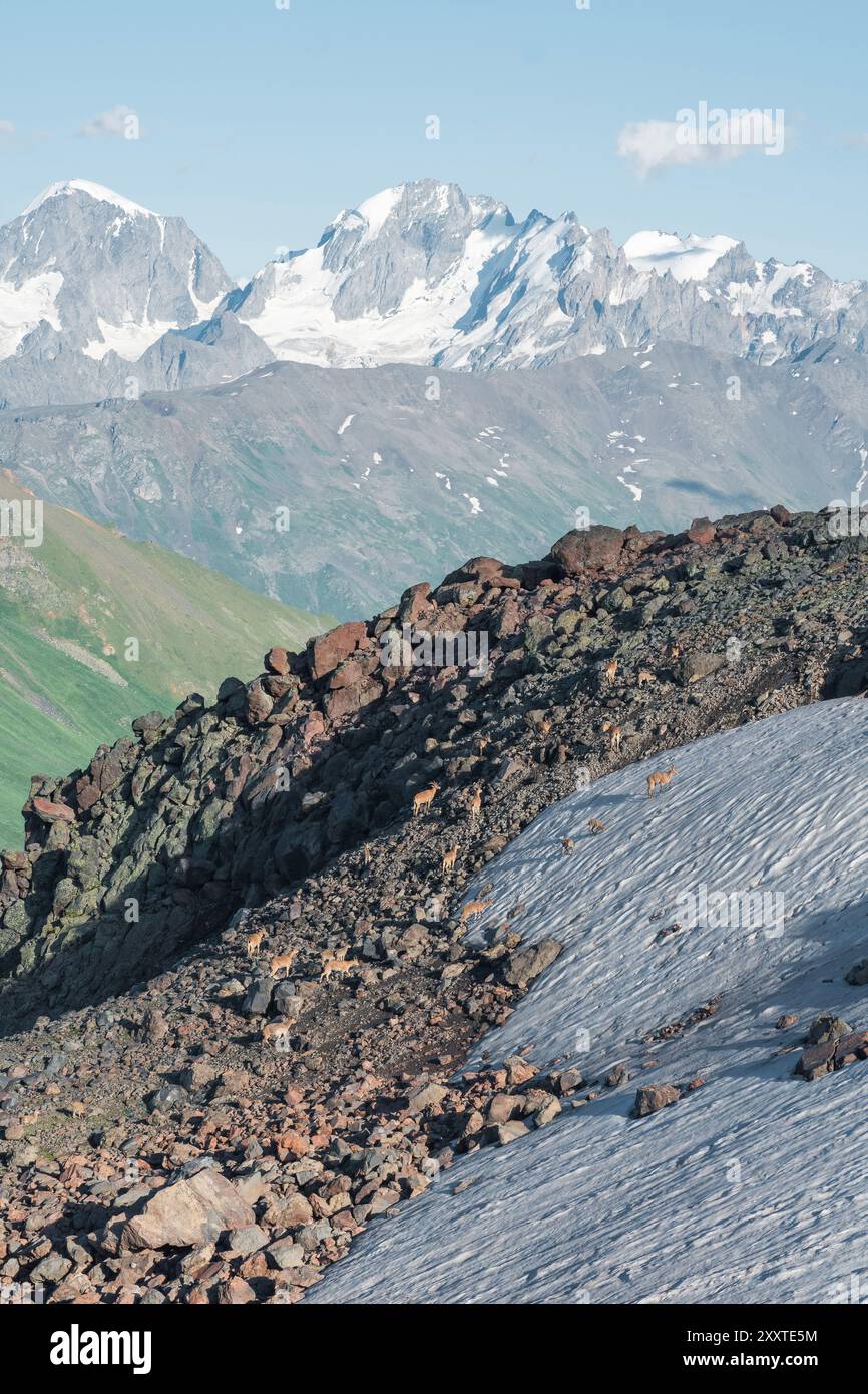 paysage de haute montagne avec un troupeau de chèvres de montagne au premier plan Banque D'Images