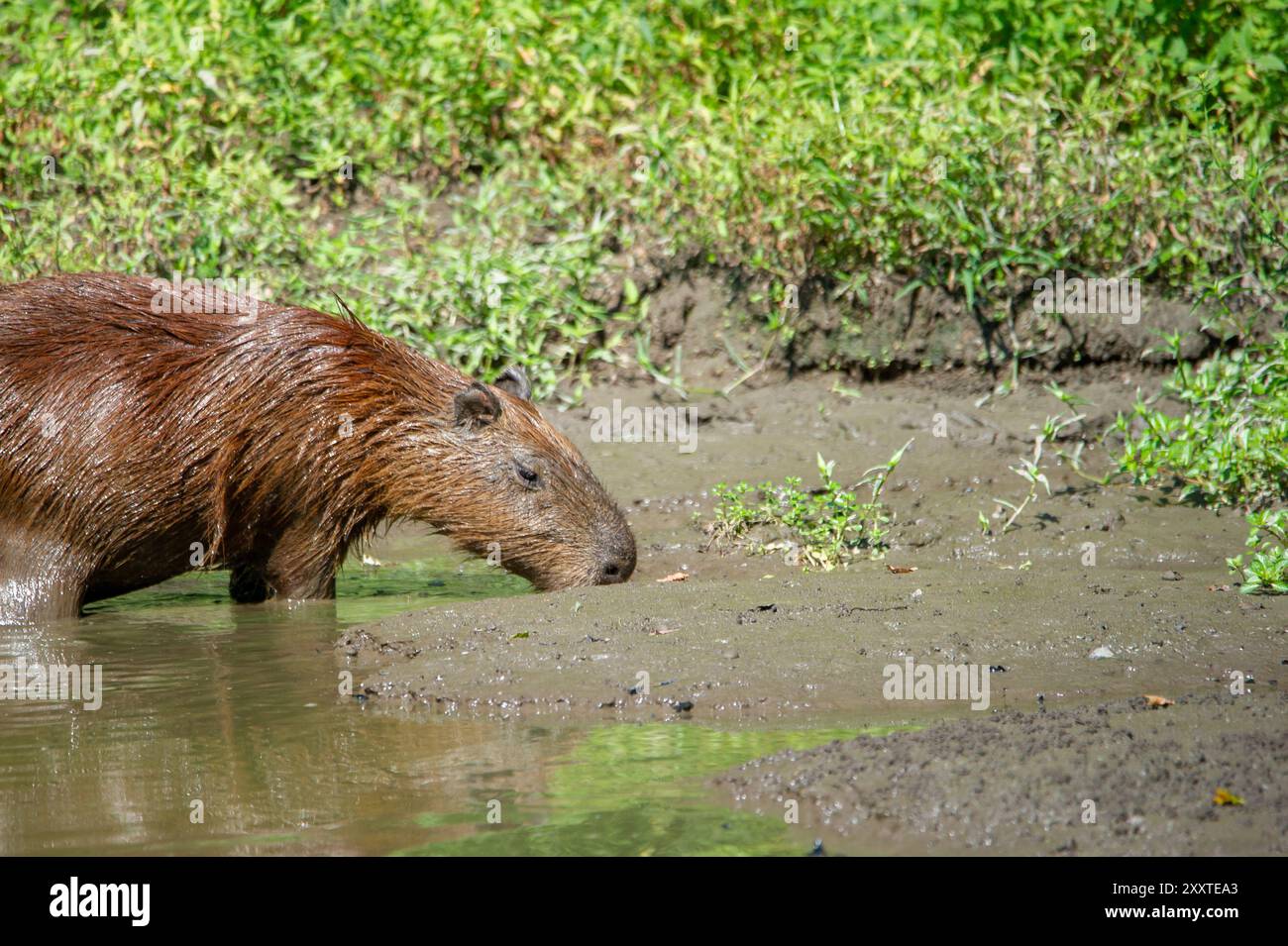 Un capybara sort d'une flaque d'eau (idrochèro ou Hydrochoerus hydrochaeris Linnaeus) Banque D'Images