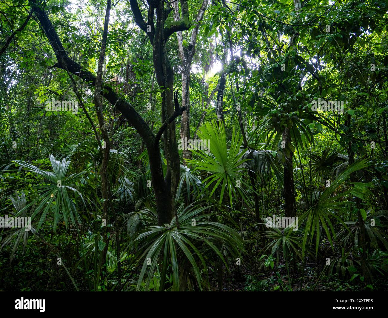 Forêt tropicale dans le parc national Tayrona en Colombie. Banque D'Images
