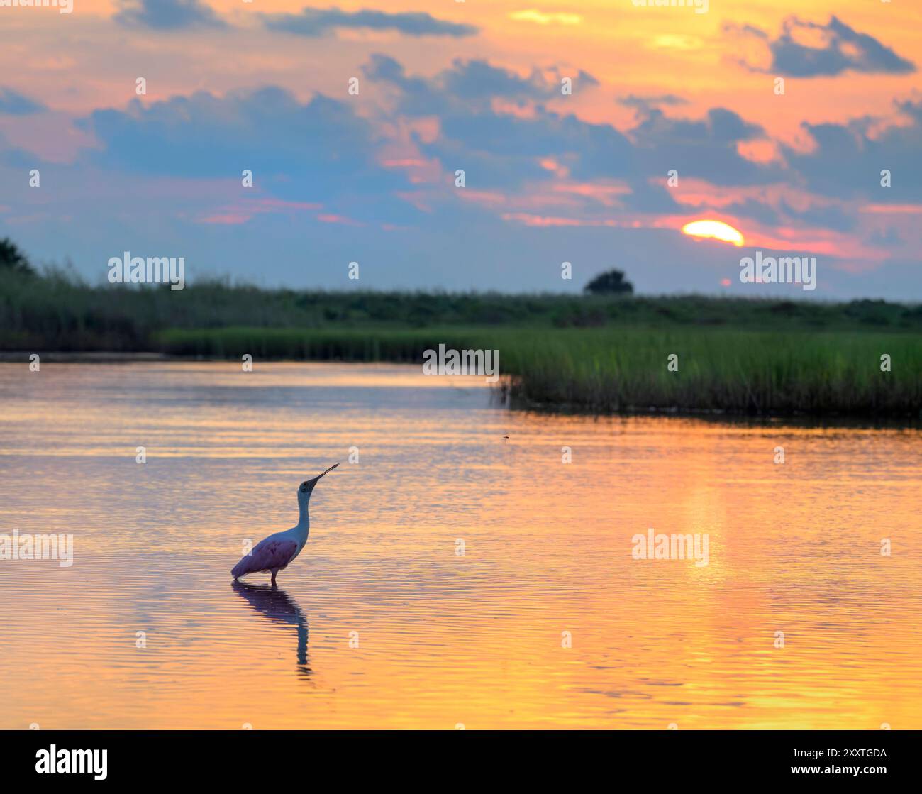 Bec de cuillère de rose (Platalea ajaja) appelant au lever du soleil dans les eaux peu profondes du lagon dans les zones humides côtières, Galveston, Texas, USA. Banque D'Images