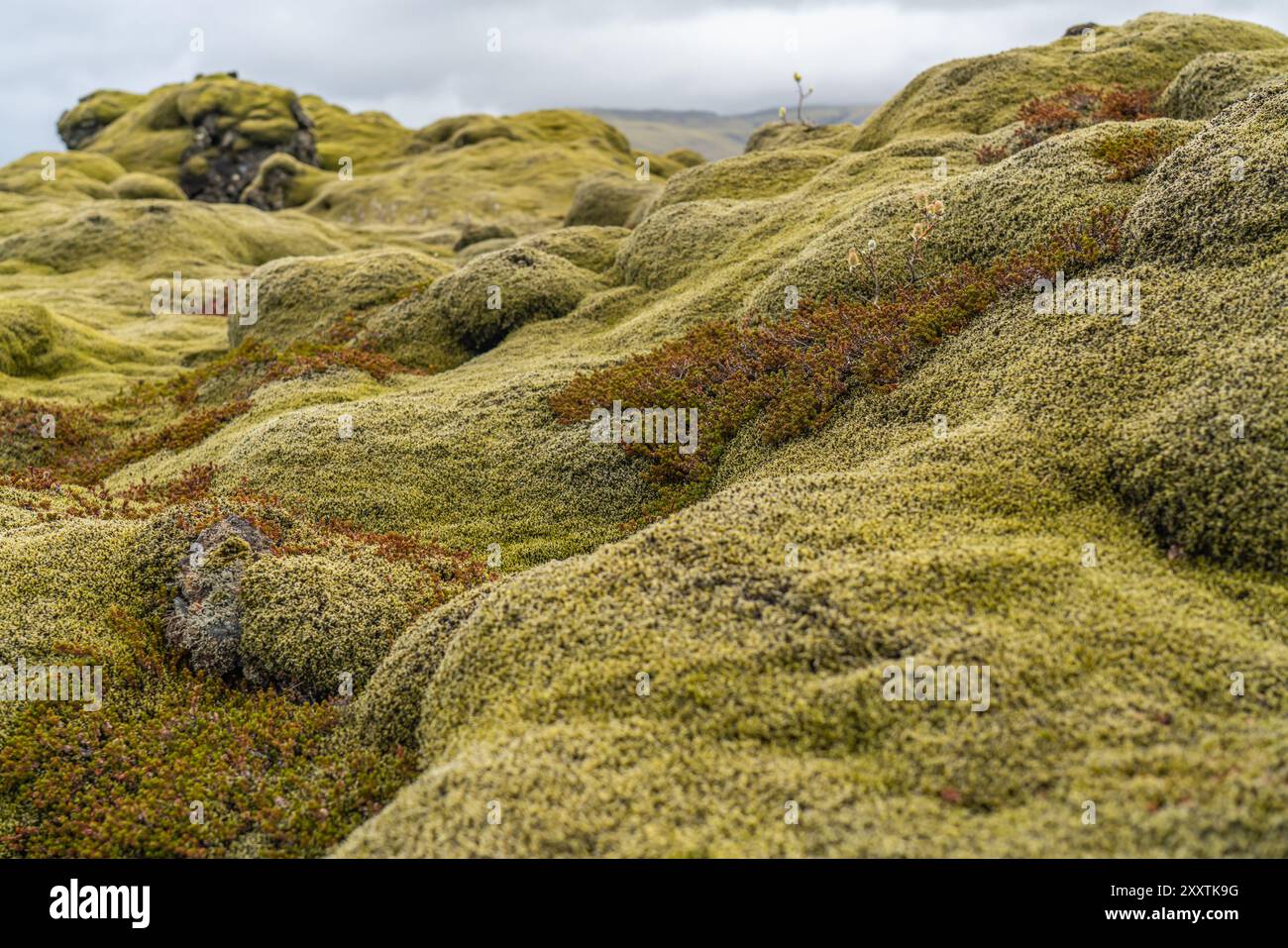 Sud de l'Islande de la belle mousse a couvert la coulée de lave à Eldhraun, de près Banque D'Images
