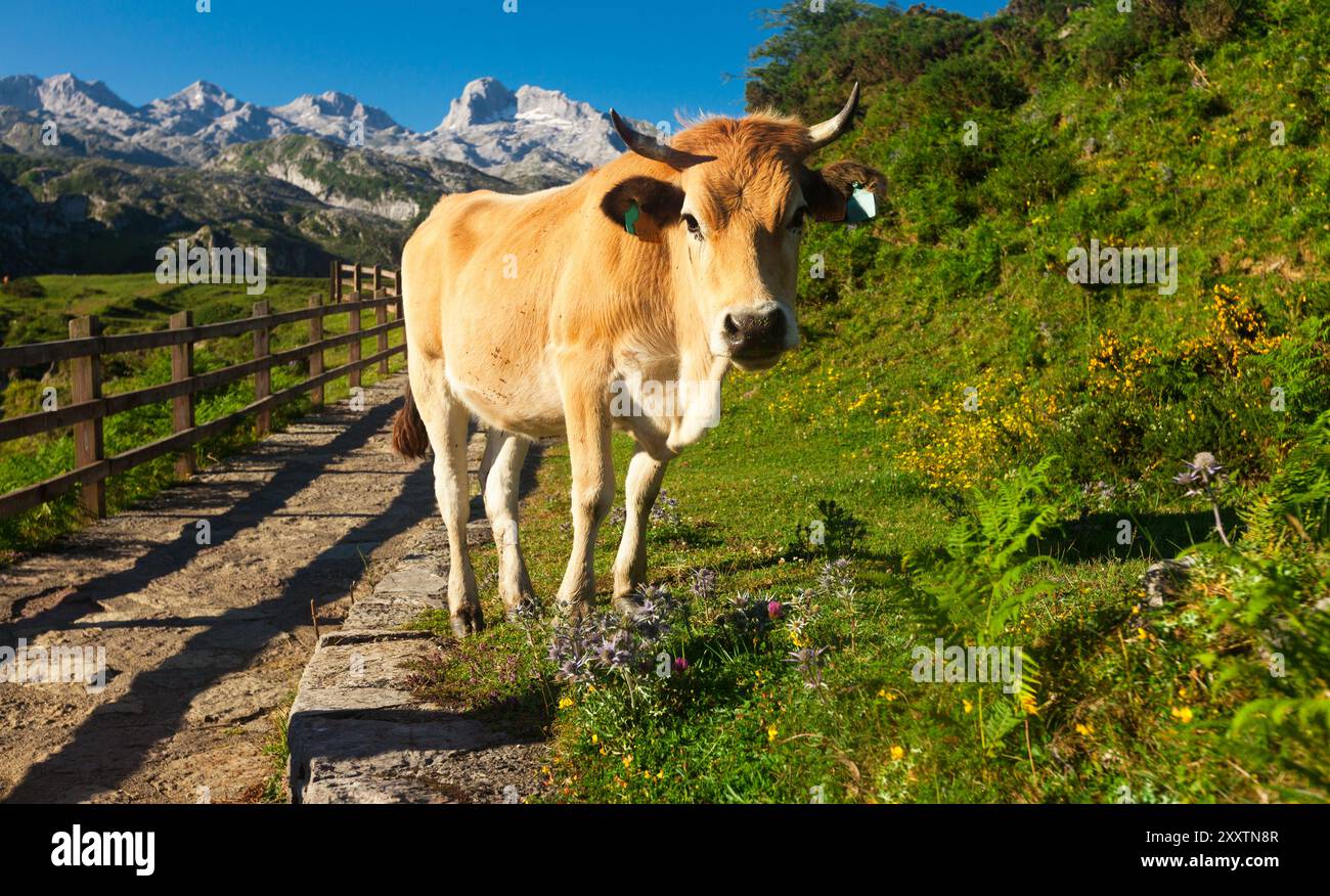 Vache de race montagneuse asturienne se trouve sur une pelouse dans un parc national Banque D'Images