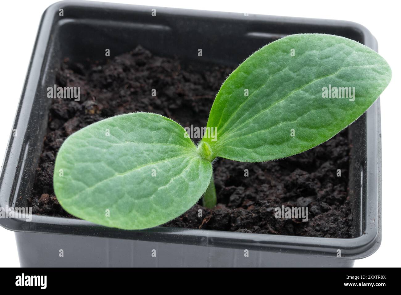 La plante de courge de bébé pousse dans un pot en plastique prêt à planter isolé sur fond blanc Banque D'Images