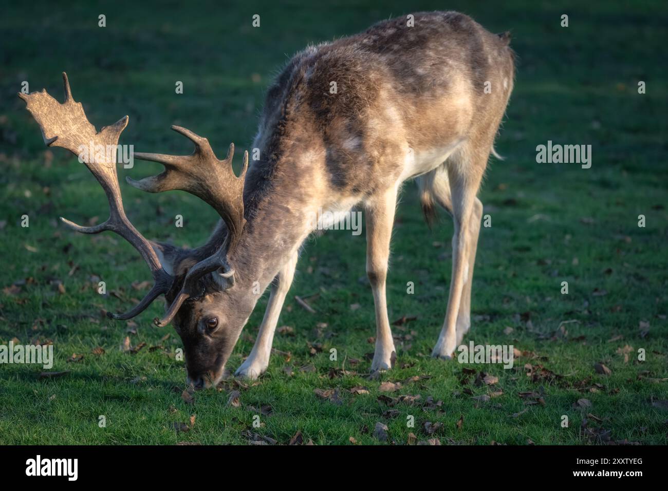 Jeune cerf en jachère avec des bois regardant sur un champ vert à Pheonix Park, Dublin, Irlande Banque D'Images