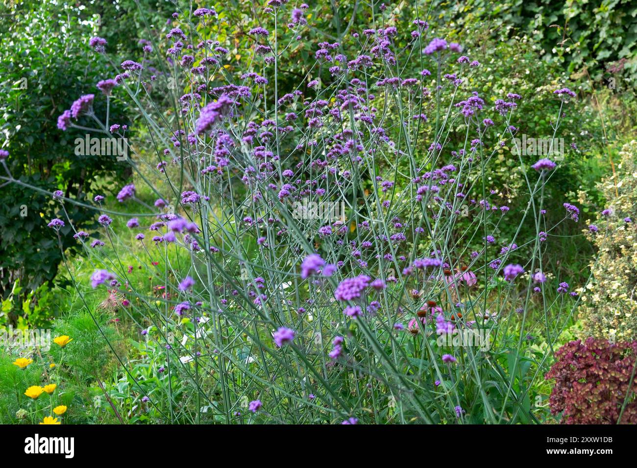 Verbena bonariensis fleurs violettes longues tiges grises feuillage brumeux en fleur dans le jardin de campagne d'été frontière herbacée pour attirer les abeilles papillons UK Banque D'Images