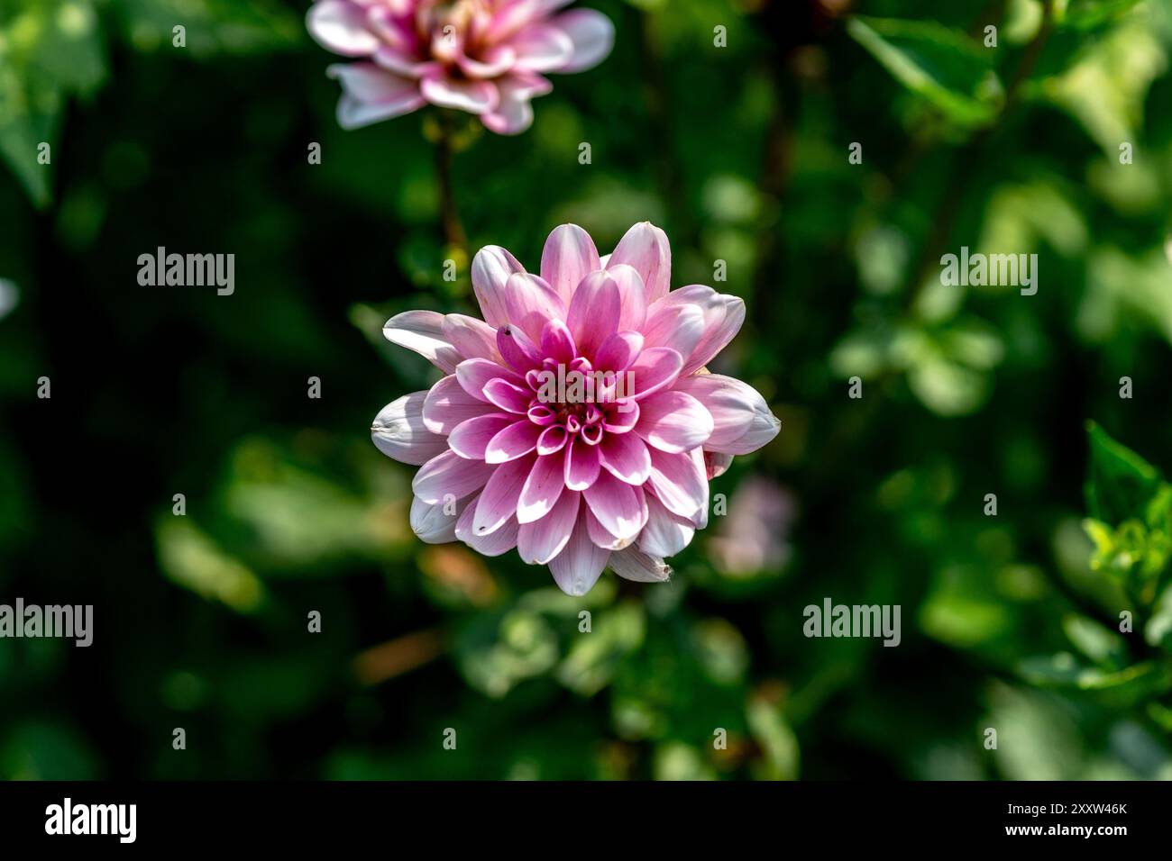 Dahlia jardin rose 'Karma Prospero' Banque D'Images