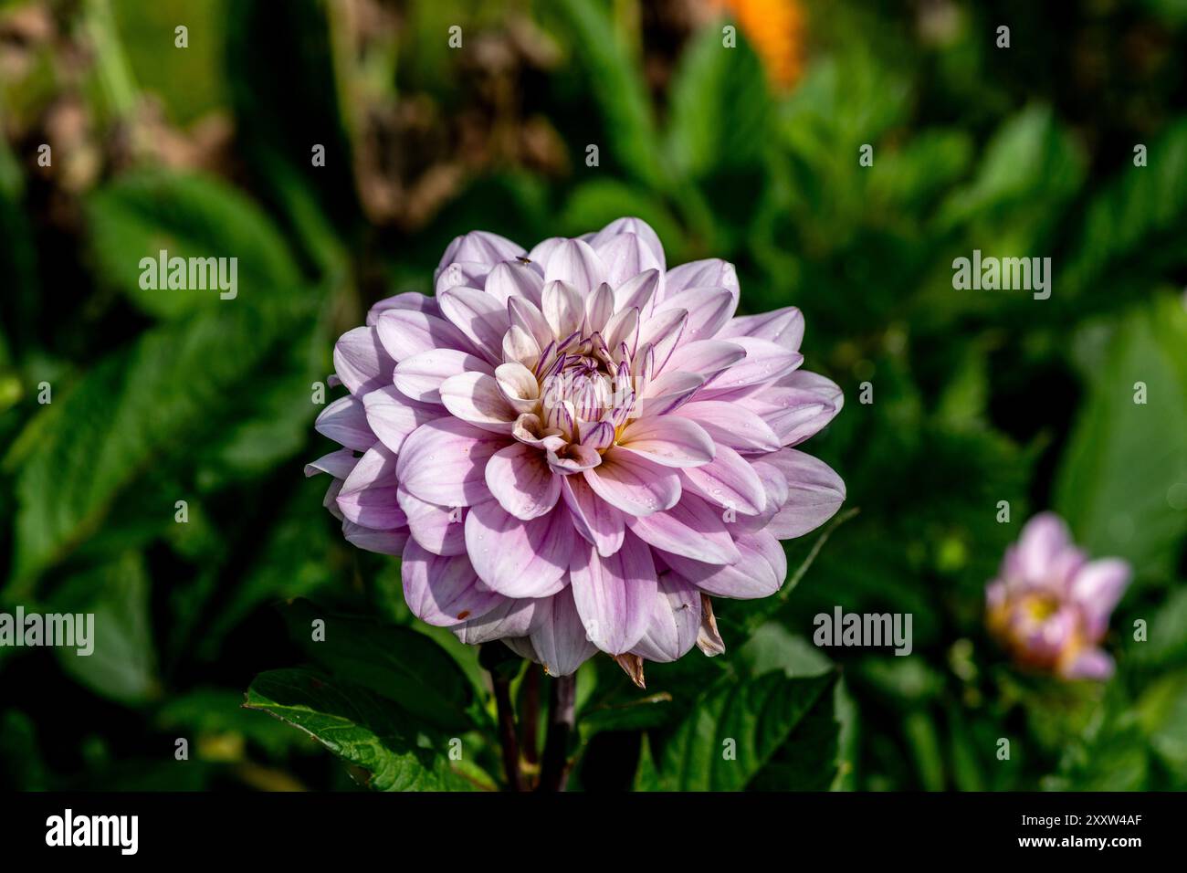 Dahlia jardin rose 'Karma Prospero' Banque D'Images