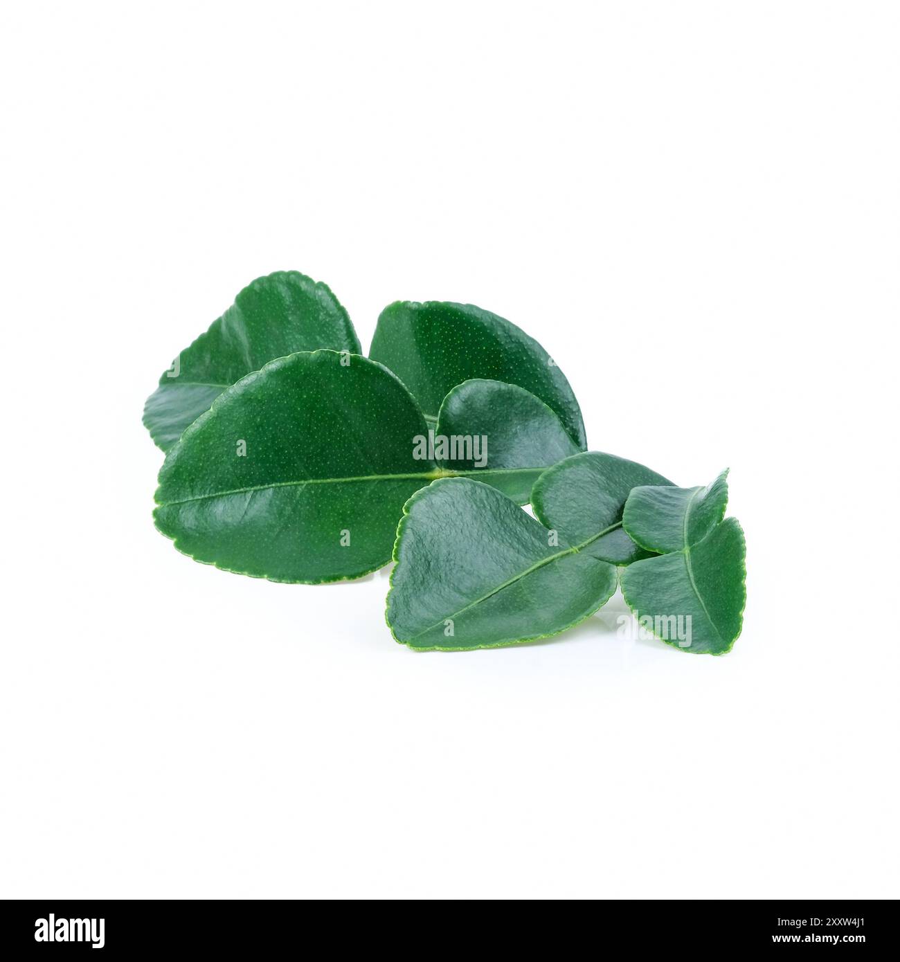 Feuilles de citron vert Kaffir en gros plan sur fond blanc. Banque D'Images