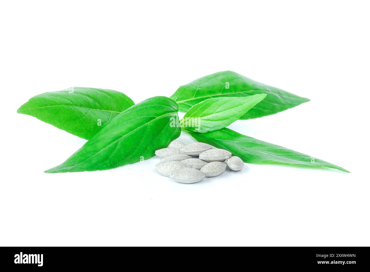 Feuilles de Kariyat avec capsule sur fond blanc. Banque D'Images