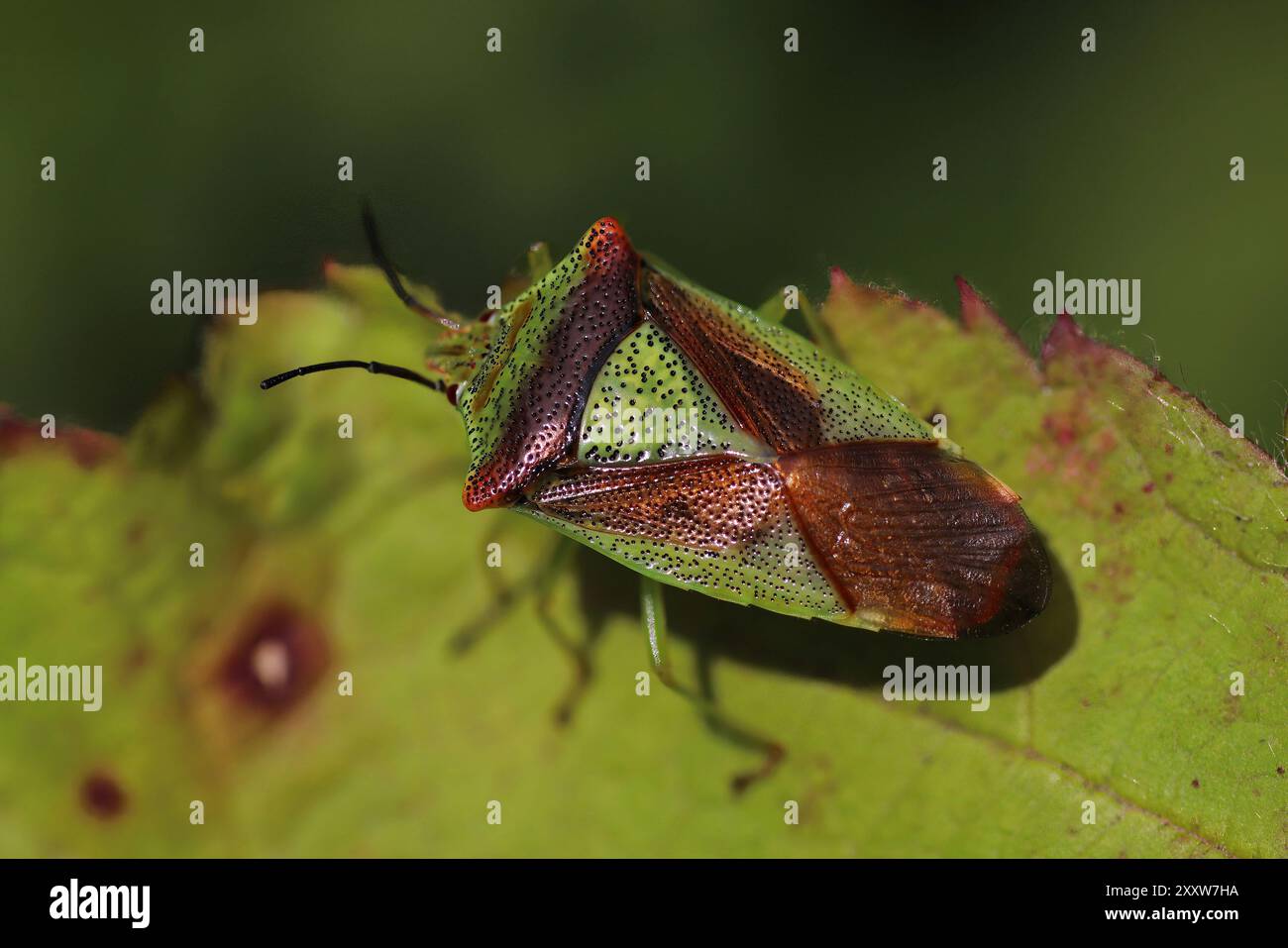 Hawthorn Shieldbug Acanthosoma hémorroidale adulte Banque D'Images
