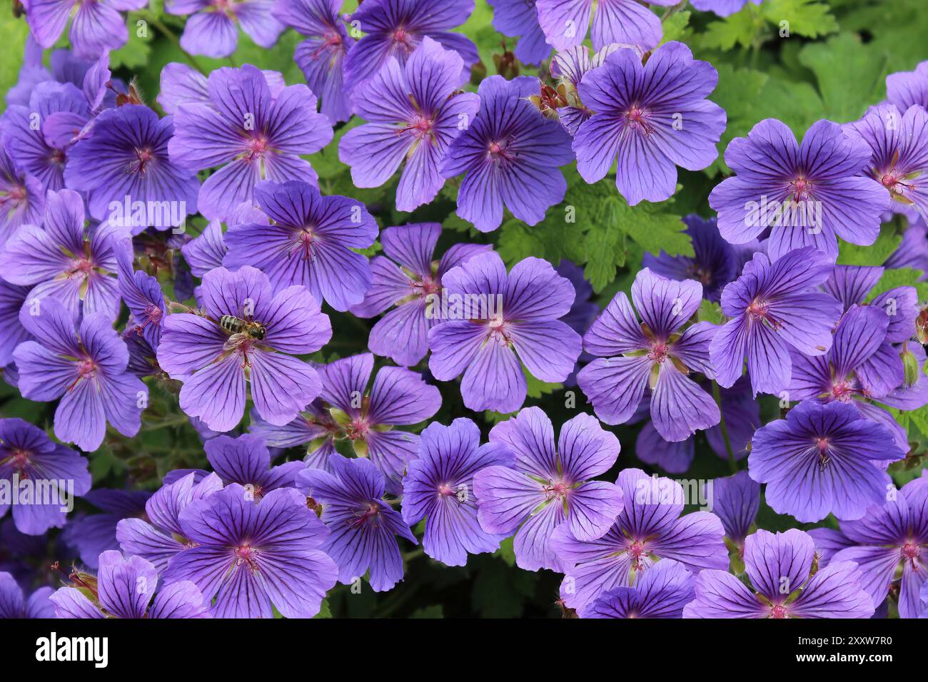 Purple Cranesbill - Geranium × magnificum Banque D'Images