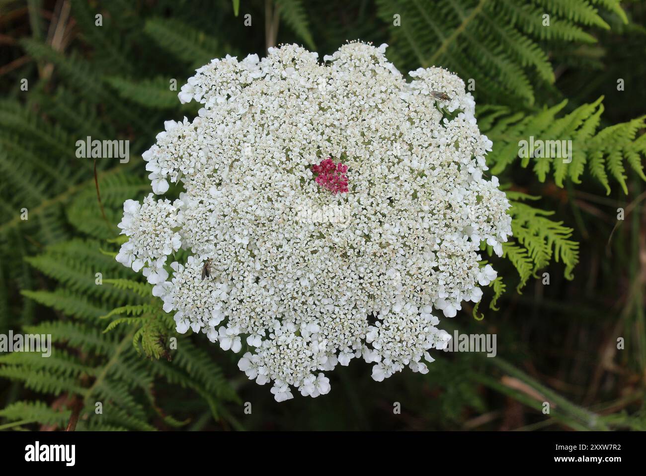 Carotte sauvage - carota de Daucus avec fleur rouge centrale sur l'ombel Banque D'Images