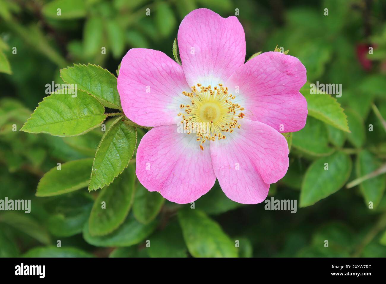 Dog Rose rosa canina Banque D'Images