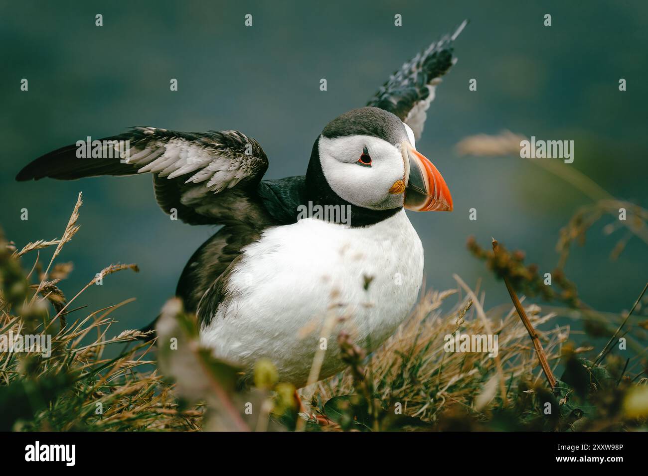 Le macareux de l'atlantique, fratercula arctica, avec des ailes ouvertes, atterrissant sur l'herbe, pendant l'été en Islande Banque D'Images