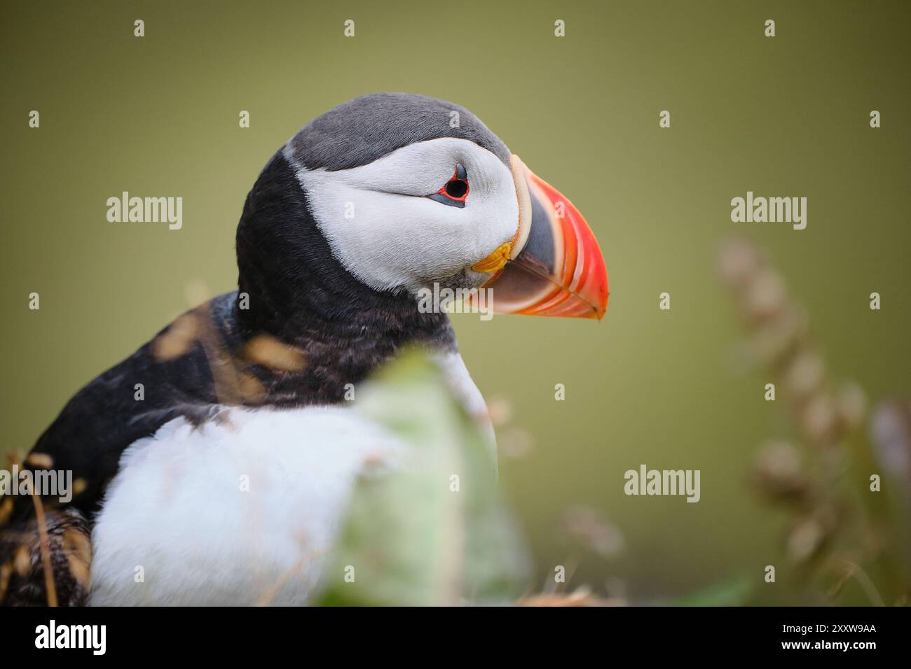 Macareux de l'Atlantique, fratercula arctica, debout dans l'herbe en été, oiseau de mer, coloré, panoramique horizontal Banque D'Images