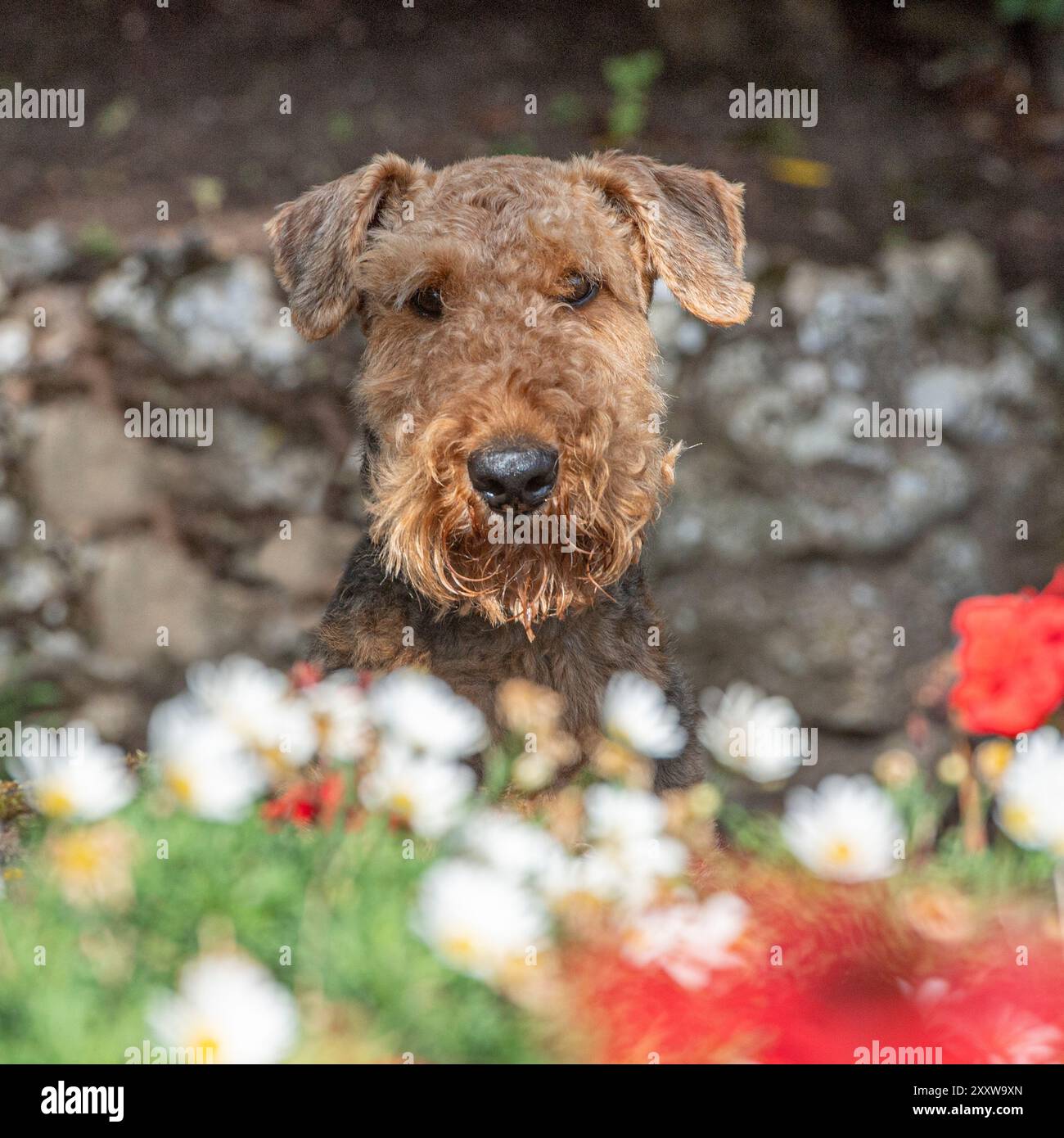 airedale terrier dans le jardin, en été Banque D'Images