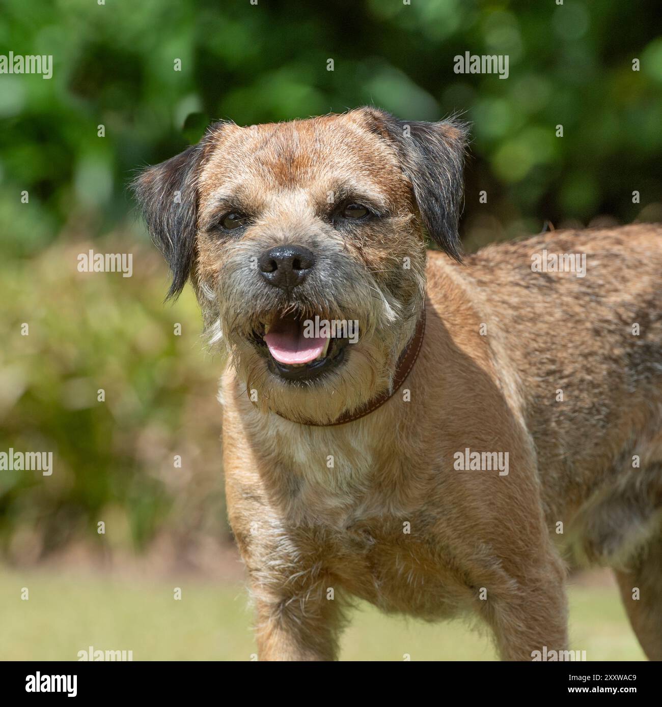 Chien Border Terrier avec un visage heureux Banque D'Images