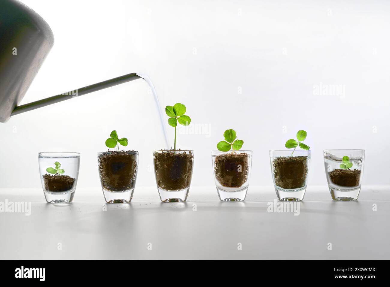 Petits pots en verre avec du trèfle à trois feuilles planté, on est arrosé et devient un trèfle à quatre feuilles chanceux, succès en prenant les bonnes mesures et les soins, l Banque D'Images