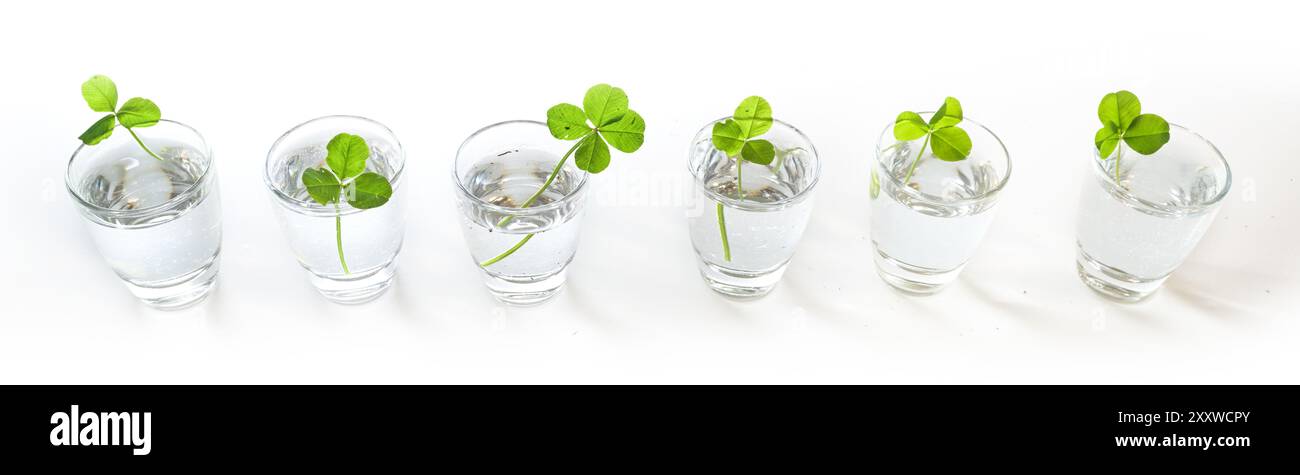 Rangée de petits verres avec des trèfles, mais on est un trèfle chanceux à quatre feuilles, grand format panoramique, espace de copie, foyer sélectionné Banque D'Images