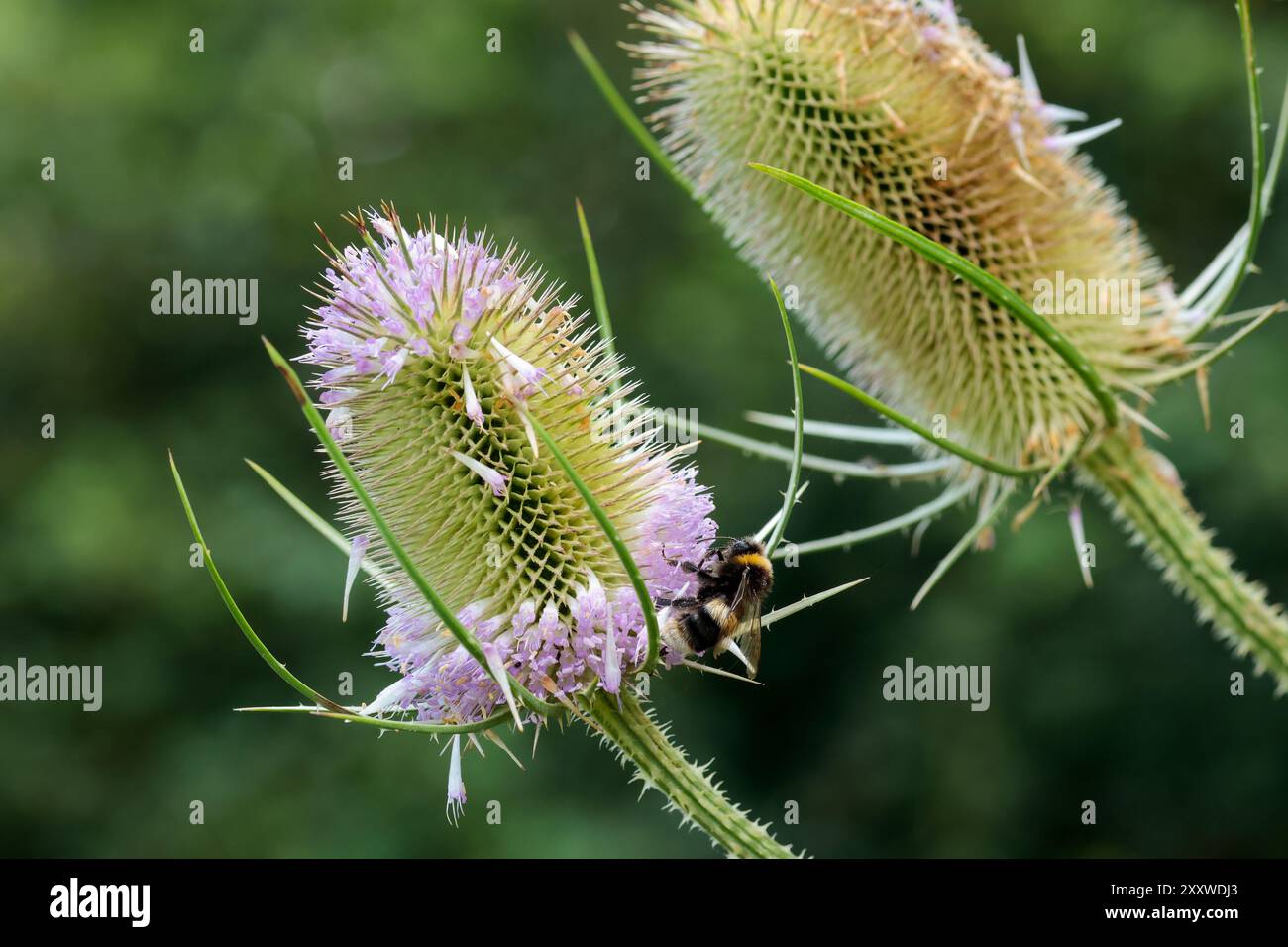 Teasel Dipsacus fullonum, de minuscules bouquets violets forment une grande tête épinglée en forme d'oeuf feuilles épineuses forment une tasse à la base qui peut piéger les tiges d'eau épineuses Banque D'Images