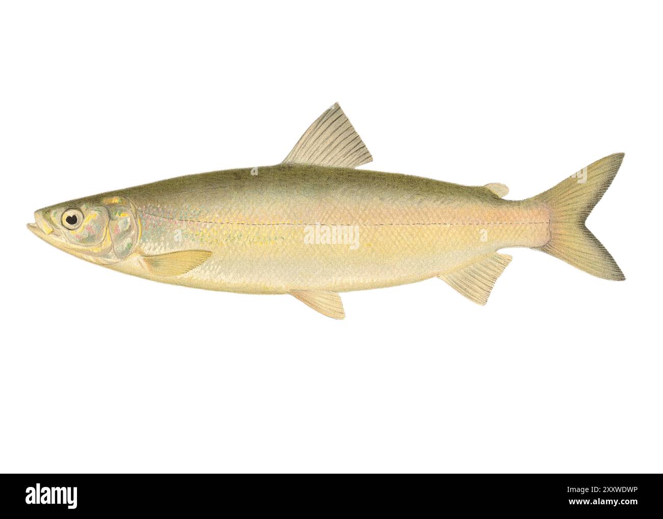 Tirage de poisson lithographié en couleur par Sherman Foote Denton Banque D'Images