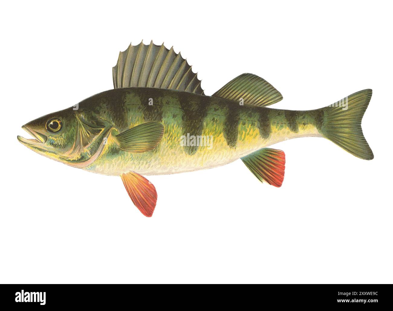 La perche jaune ou barrée (Perca americana) (Perca flavescens) (perche rayée, prédicateur) impression de poisson lithographié en couleur par Sherman Foote Denton Banque D'Images