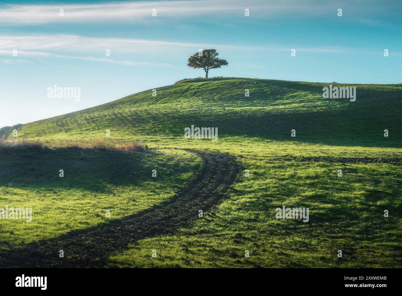 Arbre solitaire au sommet d'une colline dans le Val d'Orcia. Pienza, Province de Sienne, région Toscane, Italie Banque D'Images