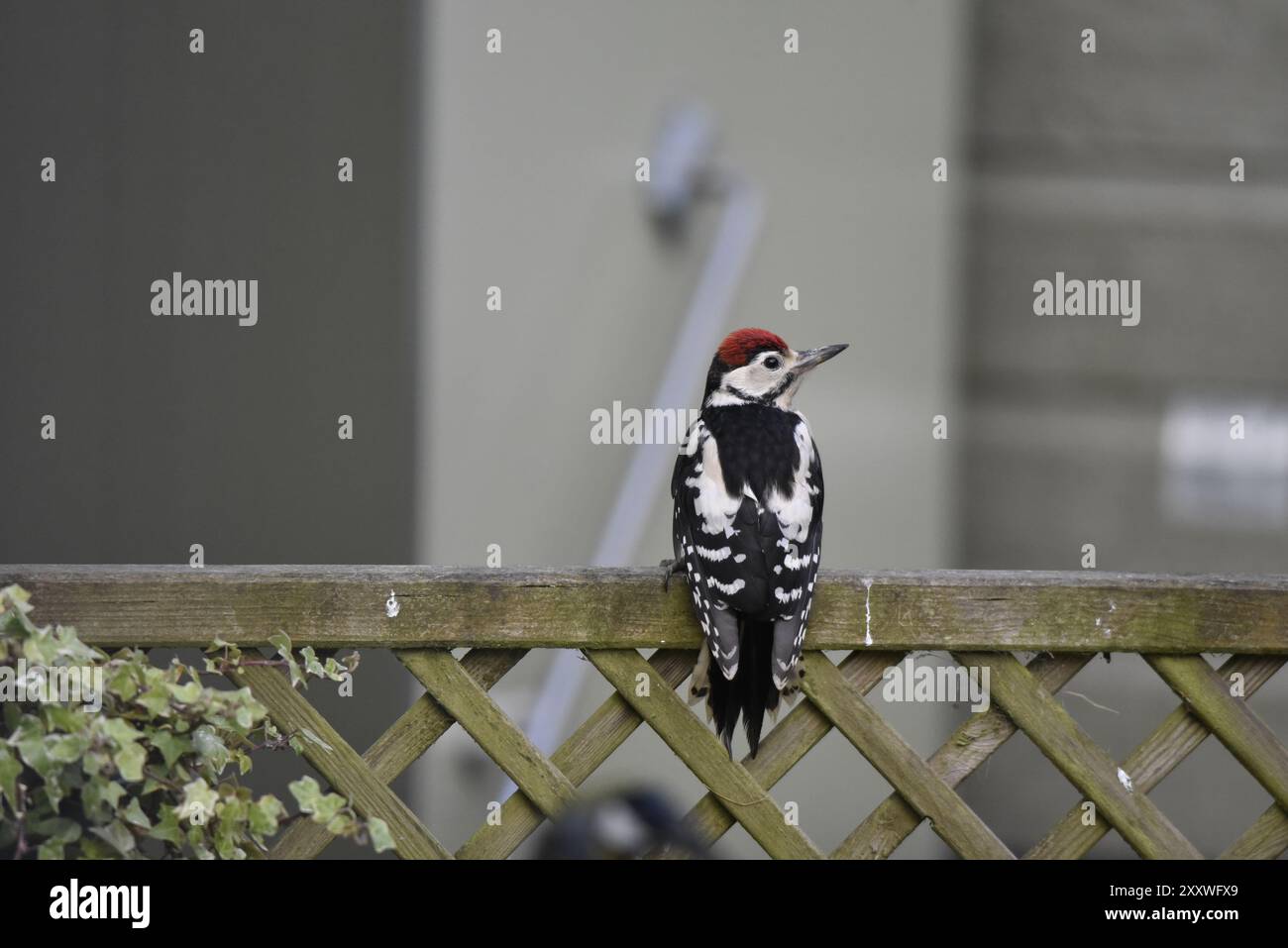Grand pic tacheté juvénile (Dendrocopus Major) perché sur le dessus de la clôture, avec vue des marques arrière et la tête tournée à droite de l'image, au Royaume-Uni Banque D'Images