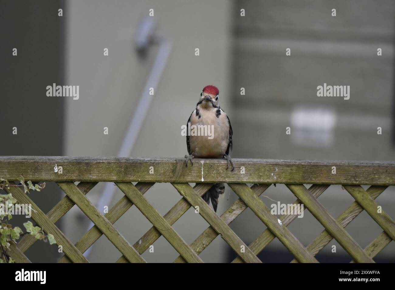 Portrait d'un grand pic tacheté juvénile (Dendrocopus Major) face à la caméra depuis le sommet d'une clôture en treillis, pris au pays de Galles en été Banque D'Images