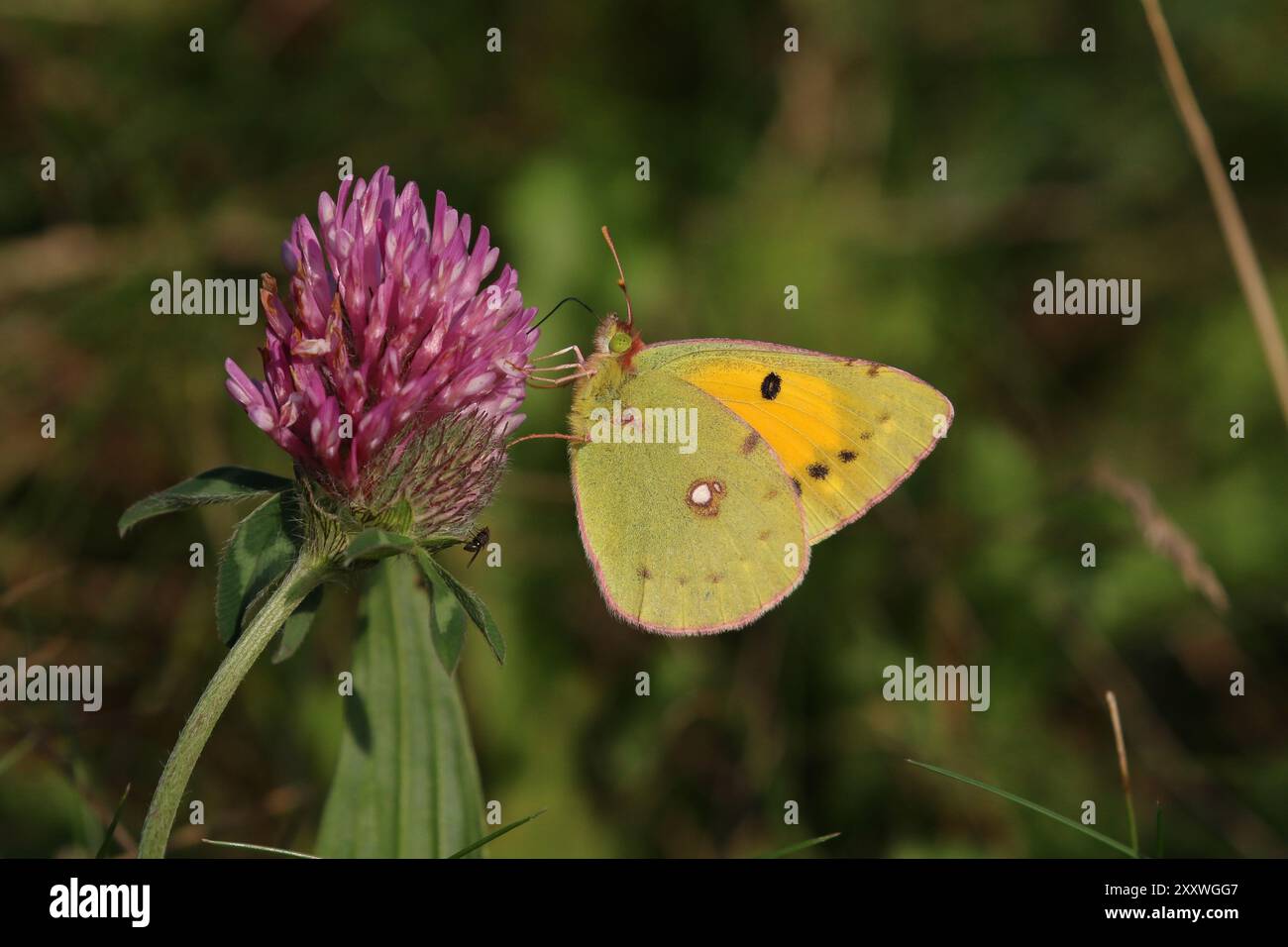 Papillon jaune nuageux, femelle, nectaring sur fleur de trèfle - Colias croceus Banque D'Images