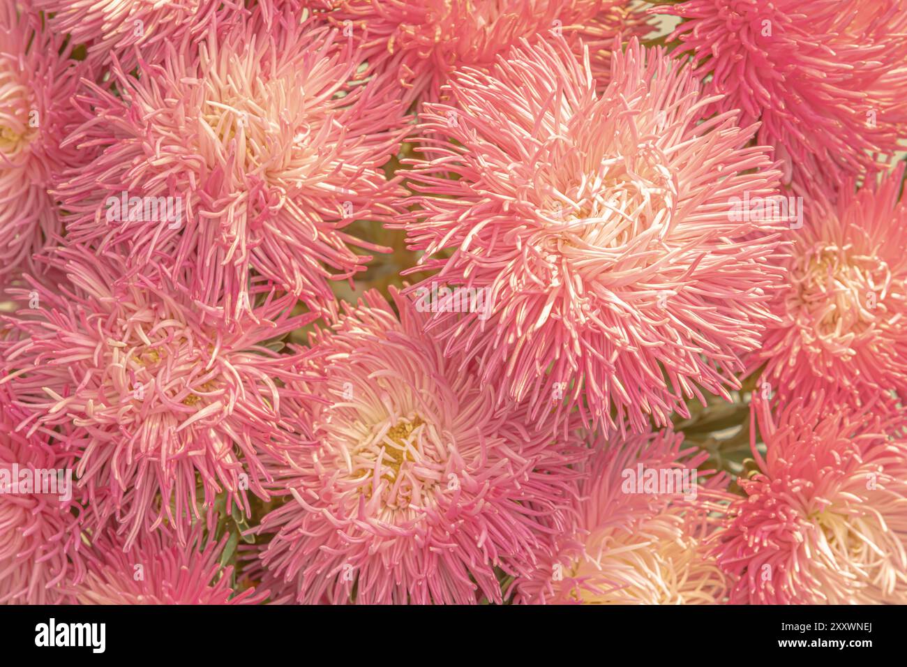 Fleurs moelleuses rose vif dans le style des années 1970 des années 1980 Banque D'Images