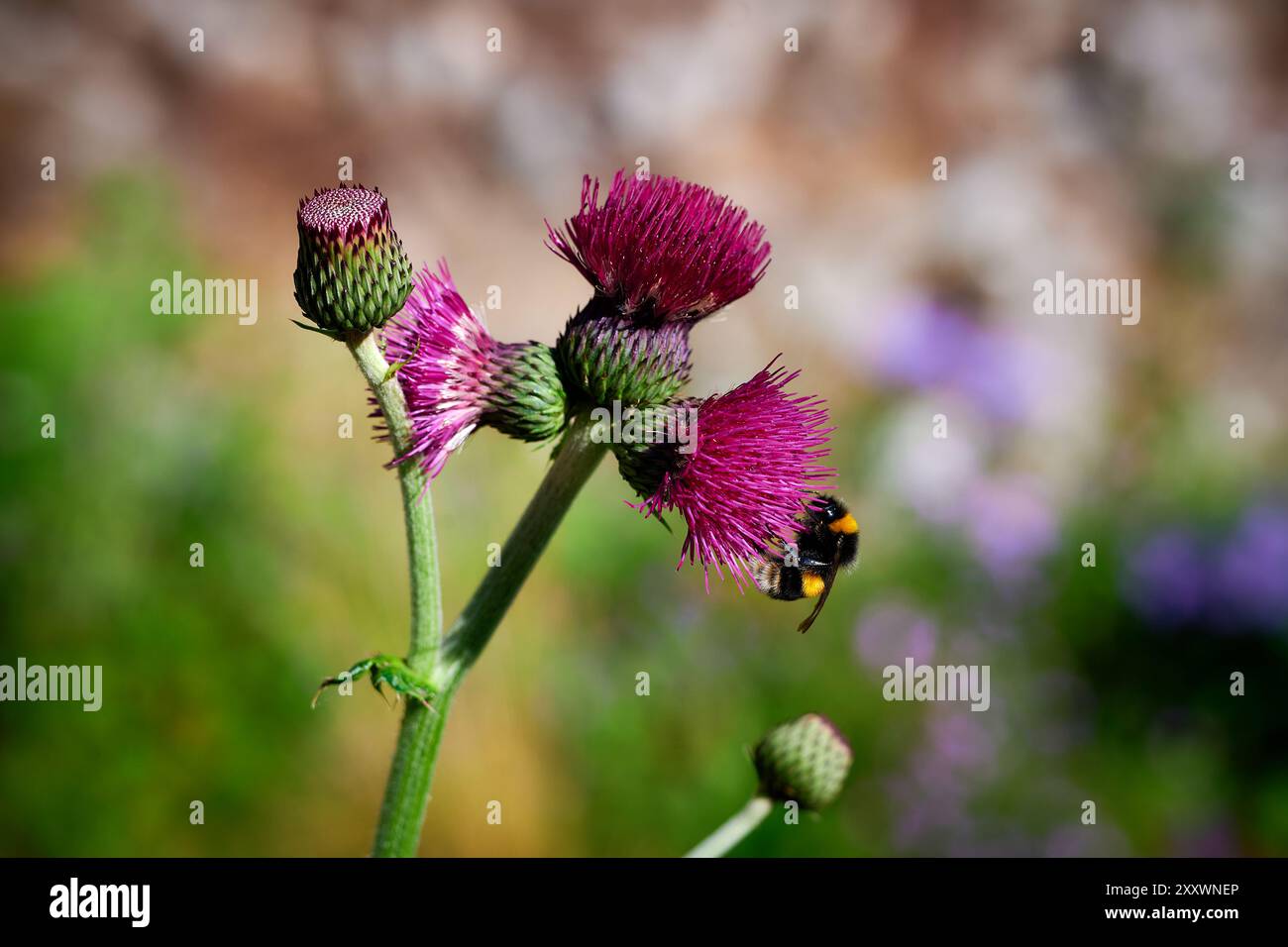 abeille sur une fleur Banque D'Images