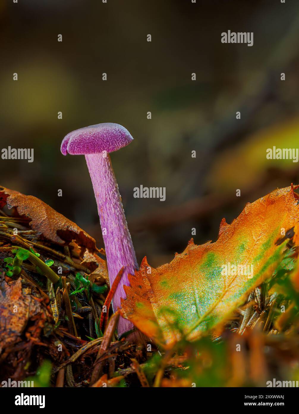 Laccaria amethystina, communément connu comme le trompeur améthyste. Les champignons se rapprochent Banque D'Images