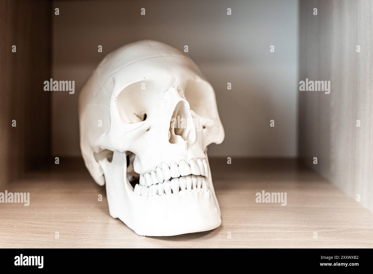 Modèle d'un crâne humain sur une étagère. Salle de classe de biologie. Photo de haute qualité Banque D'Images