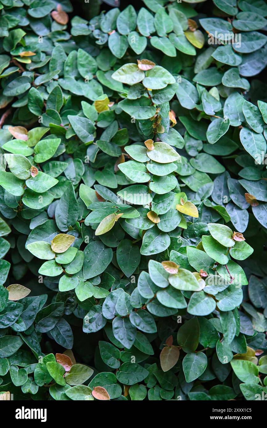 Figue rampante (Ficus pumila = Ficus repens), Moraceae. Liane Evergreen, plante ornementale. Banque D'Images