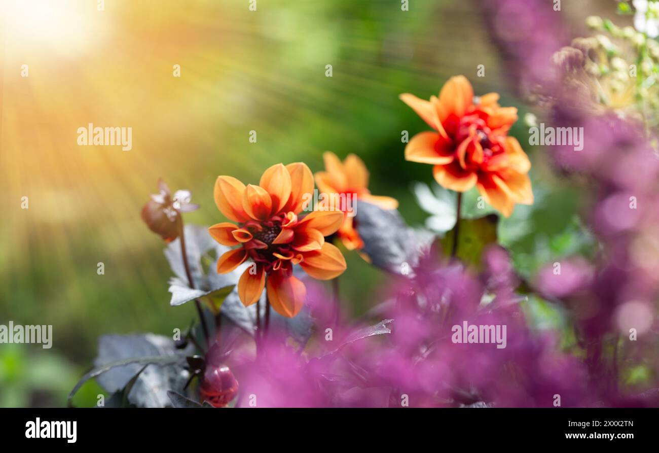 Fleurs d'automne dahlias orange et salvia pourpre dans le jardin ensoleillé, concept d'automne, espace pour le texte Banque D'Images