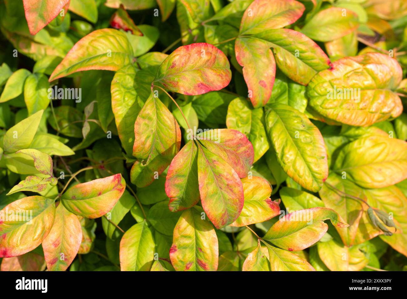 Gros plan du feuillage coloré de bambou céleste (Nandina domestica 'puissance de feu') dans un jardin à la fin de l'été Banque D'Images