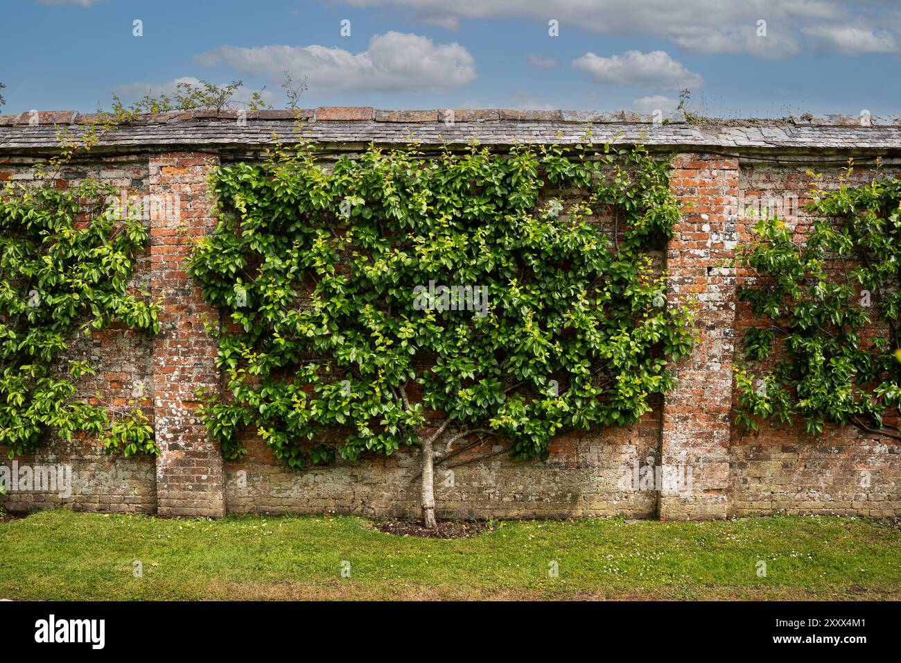 La tige centrale et le ventilateur entraînaient les branches étagées d'un espalier établi dans un cordon avec des fils de soutien contre un mur de briques avec copie Banque D'Images
