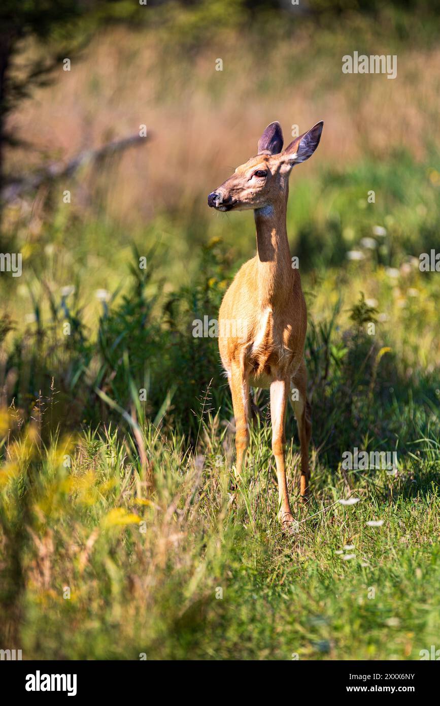 Cerf femelle dans les milieux humides près de White Lake Ontario, Canada Banque D'Images