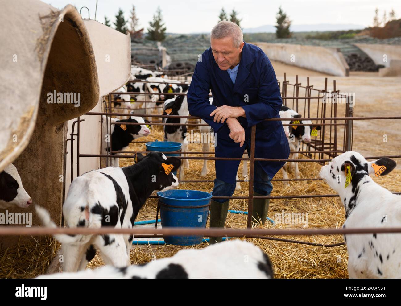 Agriculteur mâle en uniforme donnant du lait aux veaux dans une huche de veau en plastique à la ferme en campagne en automne Banque D'Images